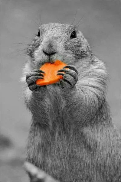 Pour quelle marque une marmotte bien connue fait-elle la publicité ?