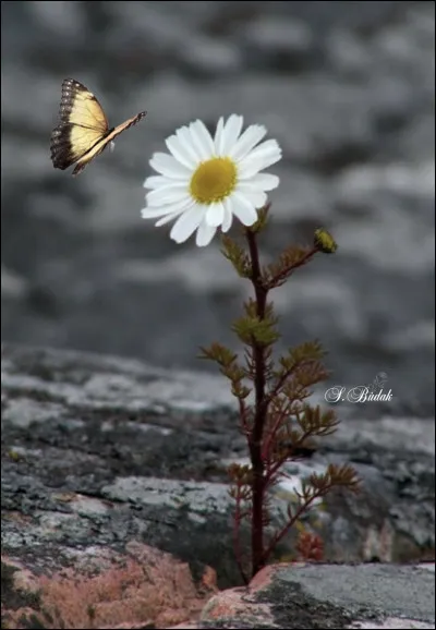 À quelle famille appartient la pâquerette ?