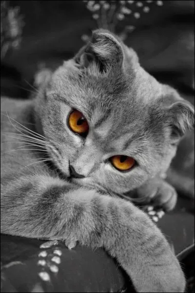 Lequel de ces chats est de couleur grise ?