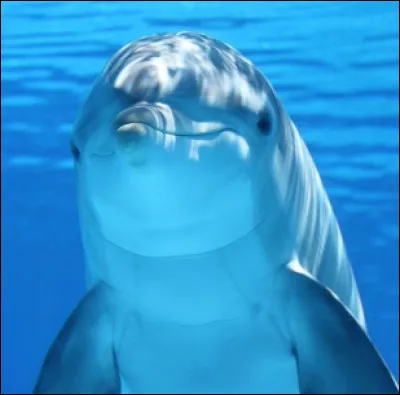 Qu'est-ce que c'est comme drôle d'animal ?