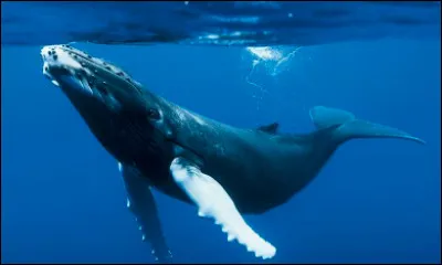 Et ça, qu'est-ce que c'est ?