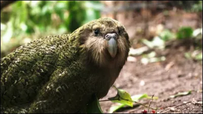 Quel est l'oiseau le plus bête du monde ?
