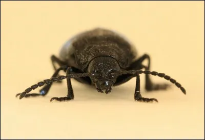 Si vous me détestez (ça peut arriver), quelle bête suis-je pour vous ?