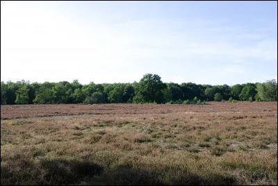 À quel musicien baroque doit-on le petit opéra "les Fontaines de Versailles" ?