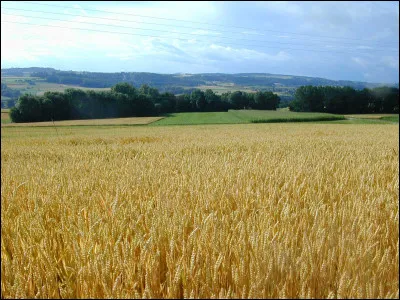 En cinq lettres. Il peut aussi être libre ou bien de bataille. La voyelle est un ...