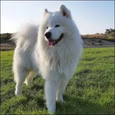 Comment s'appelle cette race de chien qui se caractérise par son célèbre "sourire" ?