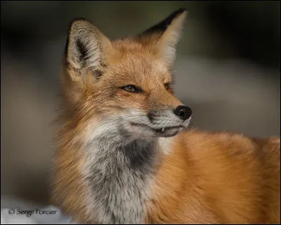 Qui renferme en lui le démon renard ?