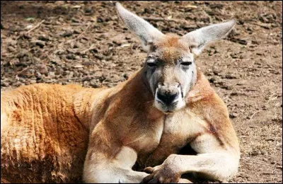 De quel continent vient le kangourou ?