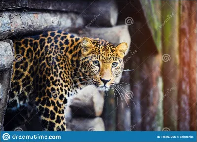 Quel animal est le suivant ?