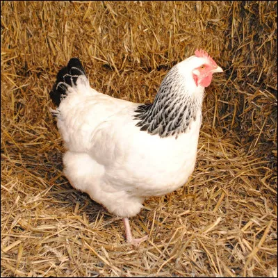 Quel est le plus grand prédateur ? (2 réponses )