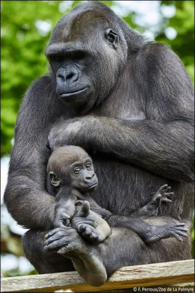 Que veut dire anthropoïde ?