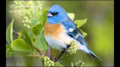 Quel est le plus grand des oiseaux ?