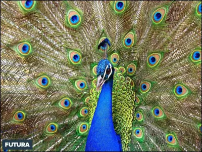 D'ou vient le paon ?