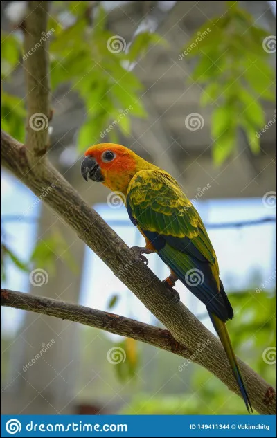 Quel est le plus grand perroquet ?