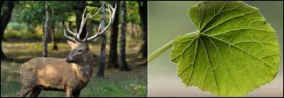 À quoi correspond le rébus ?