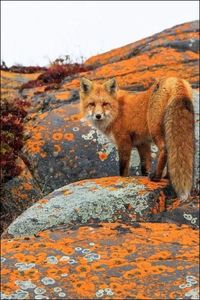 Dans quel livre le renard dit-il "Ma vie est monotone. Je chasse les poules, les hommes me chassent. Toutes les poules se ressemblent, et tous les hommes se ressemblent. Je m'ennuie donc un peu. Mais, si tu m'apprivoises, ma vie sera comme ensoleillée." ?