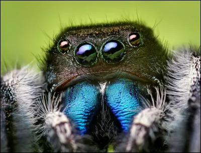 Quel est le surnom de l'araignée Salticidae ?