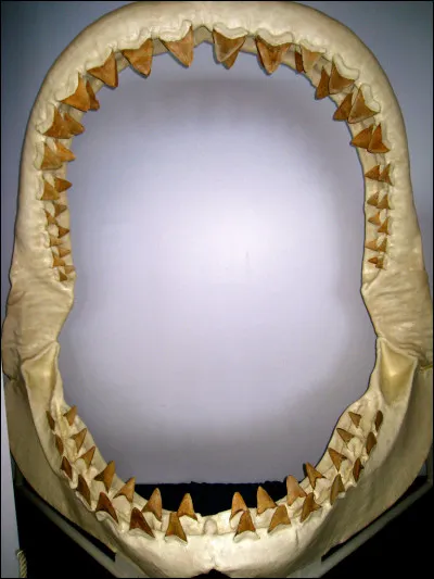 Quelle est la mâchoire la plus forte actuellement ? (en masse)