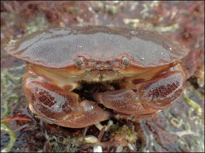 Quel est le surnom du crabe tourteau ?