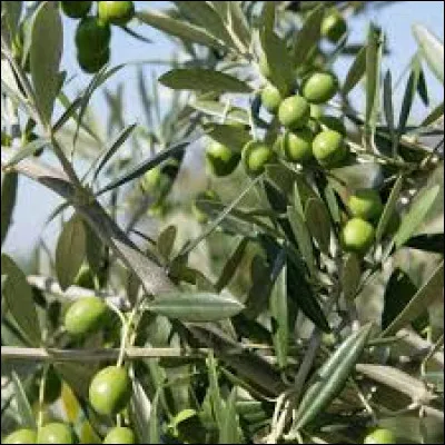 Que peut-on voir sur la photo ?