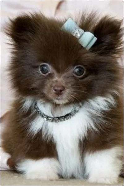 Comment s'appelle cet animal ?