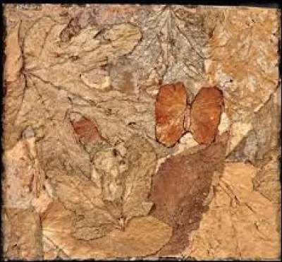 Qui est le peintre de "Buisson aux papillons" ?