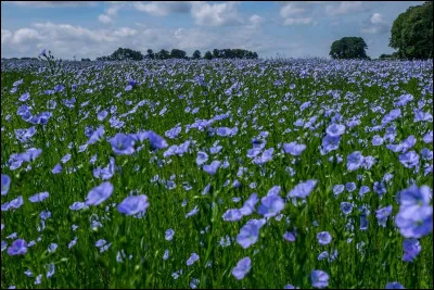 En trois lettres : les graines des cette plante sont utilisées depuis l'antiquité pour fabriquer des tissus. La voyelle est un ...