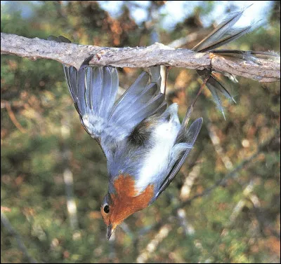 En trois lettres : dire que certains l'utilisent pour chasser des oiseaux ! La voyelle est un ...