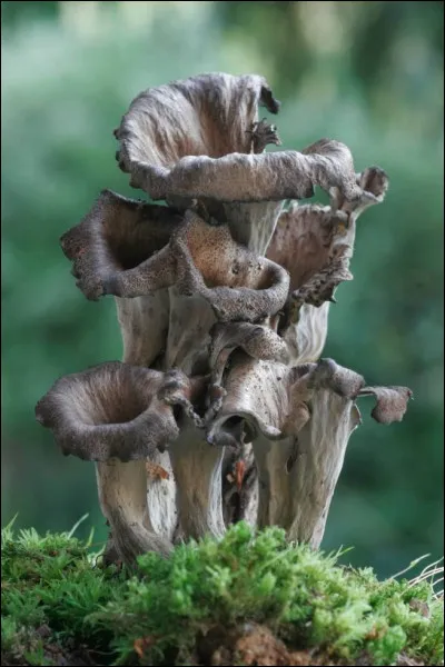 Un seul de ces trois arbres commence par C !