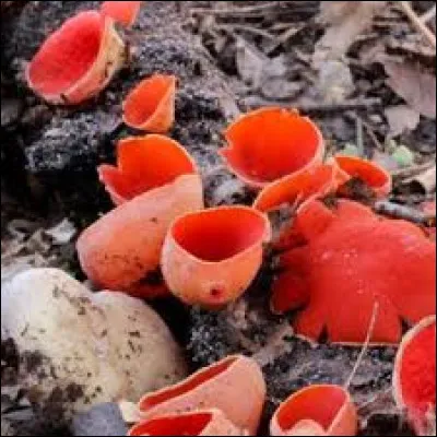 Allez roule ma poule !