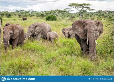 Qui dirige toujours le troupeau d'éléphants ? (2 réponses)