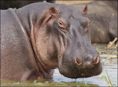 Qui est le cousin de l'hippopotame ?