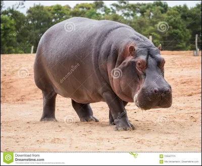 Combien pèse l'hippopotame ?