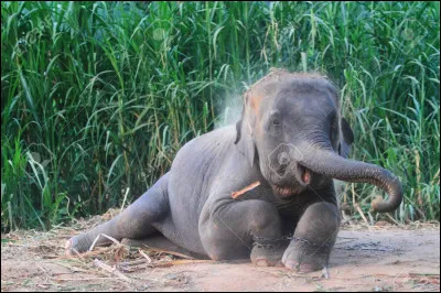 Quel est le plus grand entre l'éléphant d'Afrique ou d'Asie ?