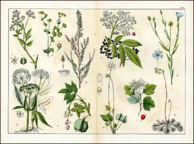 Le soleil est l'autre nom de quelle plante ou fruit ?