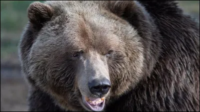 Combien pèse le plus lourd des ours et surtout lequel est-ce ?