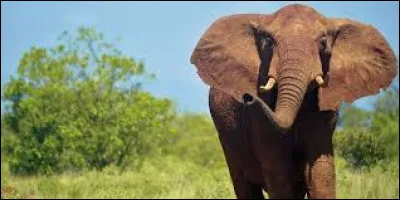 Lequel de ces animaux a une trompe ?