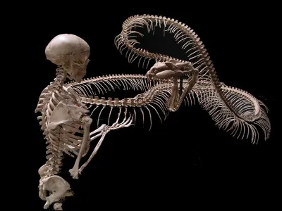 Il dépasse l'espèce qui était alors considérée comme le plus grand serpent du monde. Comment s'appelait ce cousin ?