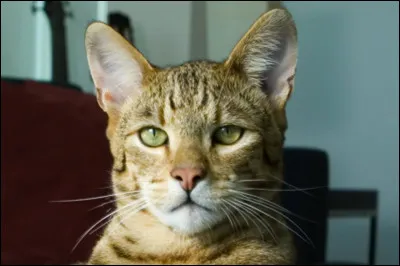 "Comme chiens et chats" est un long-métrage interprété par Jeff Bridges.