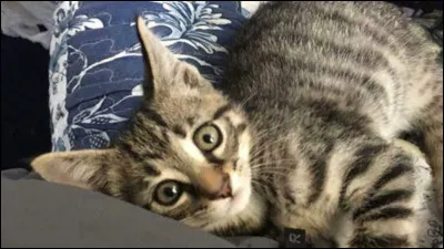 "Le Chat qui vient de l'espace" est un long-métrage mis en scène par Norman Tokar.