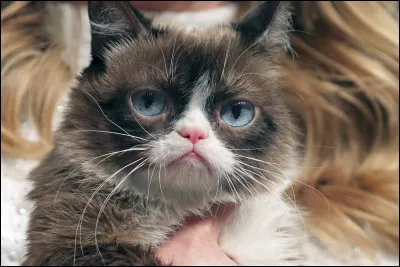 "Chacun cherche son chat" est un film dans lequel joue Romain Duris.