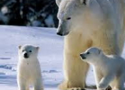 Quiz Animaux (1) - L'ours blanc