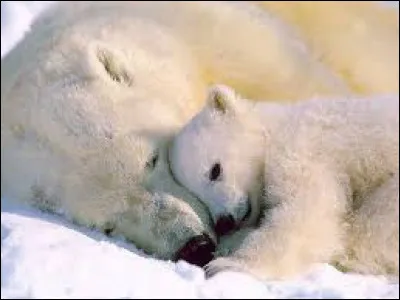 L'ours blanc est :