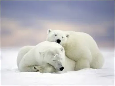 L'Union internationale pour la conservation de la nature UICN estime la population d'ours blancs à environ _____ individus.