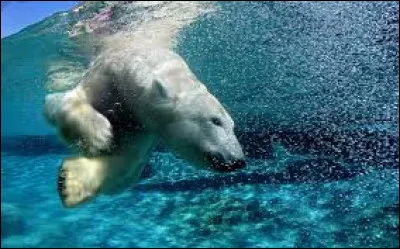 Les ours blancs sont de bons nageurs.