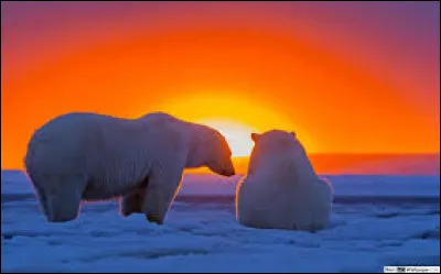 La fourrure de l'ours blanc est si isolante qu'il lui arrive de souffrir de la chaleur, c'est pour cela qu'il se prélasse dans la neige pour se refroidir.