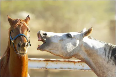 De quel côté tient-on son cheval ?