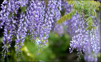 Quelles fleurs apercevons-nous ici ?