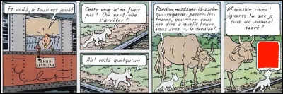 Dans un contexte qui lui est étranger, l'Inde en l'occurrence, Milou a du mal à s'adapter aux coutumes locales... La preuve !