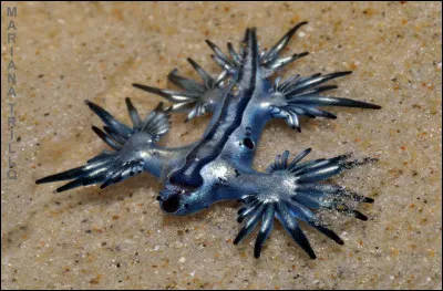 Pour terminer, quel est cet animal ?